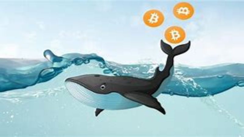 Si bien las alternativas gratuitas brindan un nivel decente de información, requieren más trabajo en términos de encontrar direcciones de ballenas y registrar los datos recopilados.